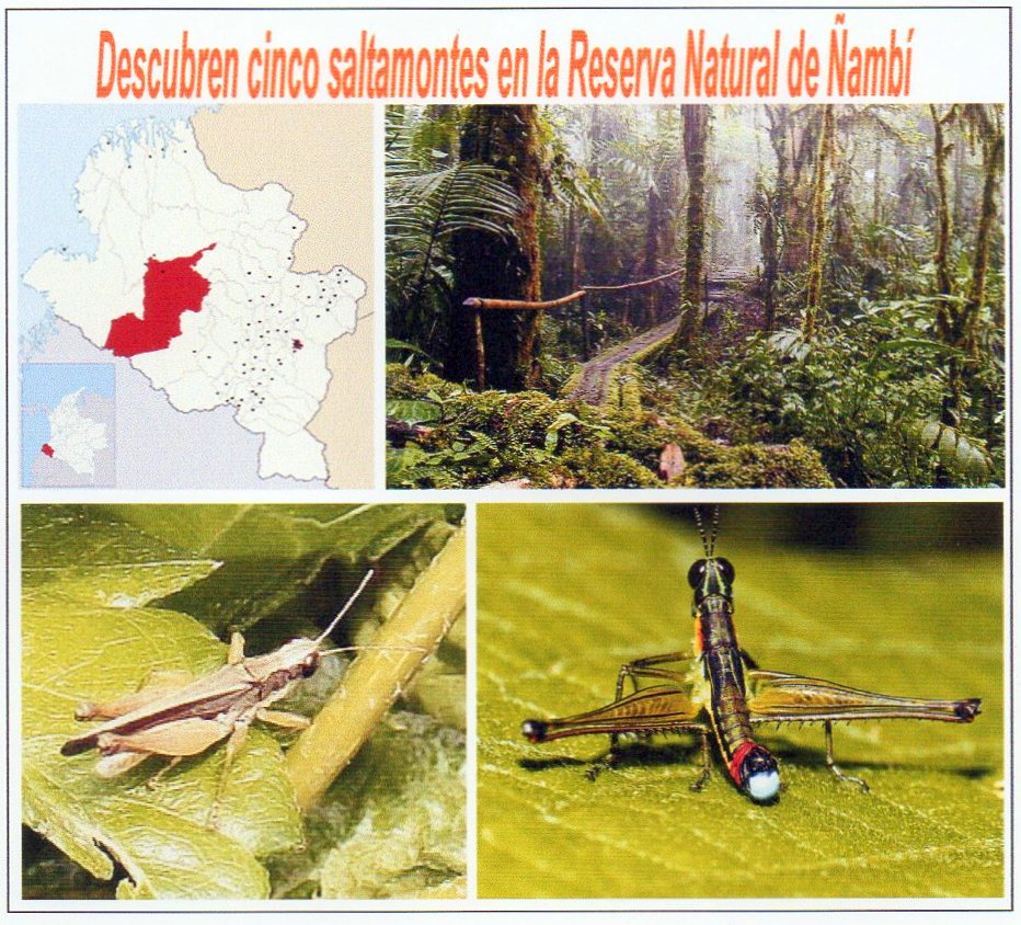 Cinco nuevos saltamontes descubiertos en las selvas de Nari&ntilde;o