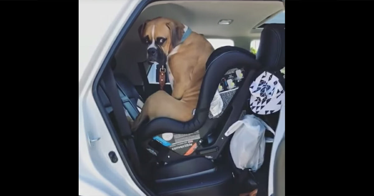 Mom tells dog to get out the car, his response has the internet in fits of laughter