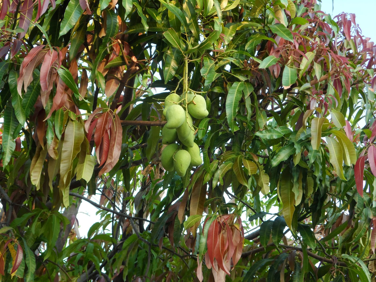 Aprende como tratar la diabetes con hojas de mango 