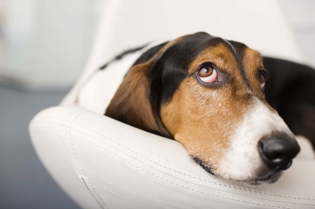 How to clean your dog's eyes
