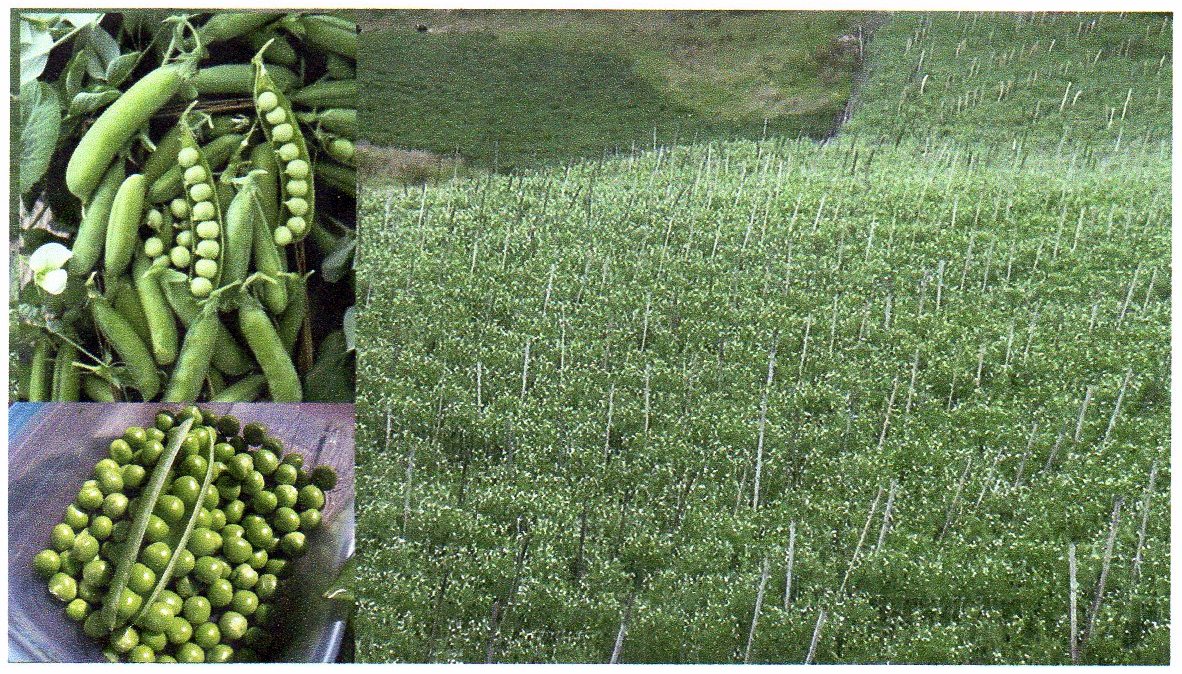  Arveja, de Nari&ntilde;o para Colombia