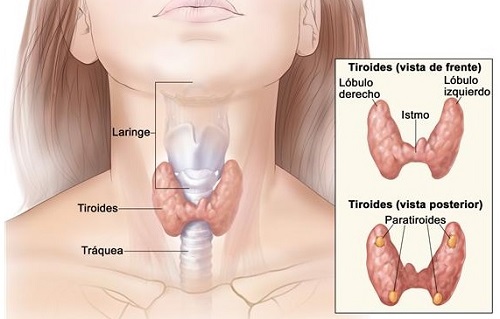 C&oacute;mo detectar problemas de tiroides a tiempo