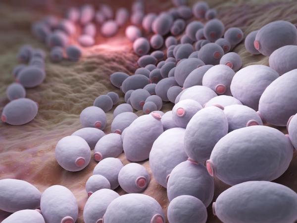 Is Candida a sexually transmitted infection?