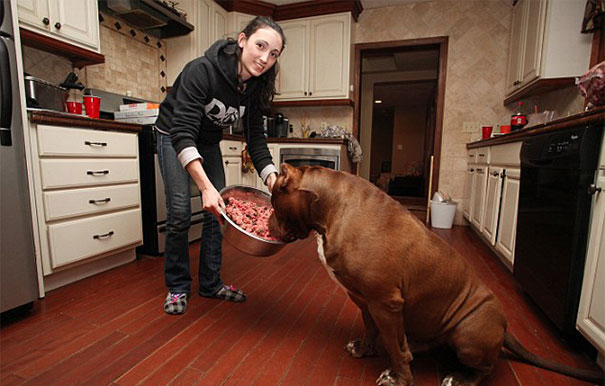 El perro m&aacute;s grande del mundo