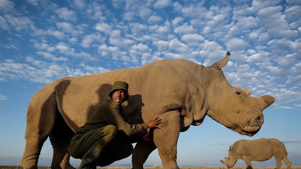 A pesar de esfuerzos, muri&oacute; "Sud&aacute;n", el &uacute;ltimo rinoceronte blanco del norte macho 