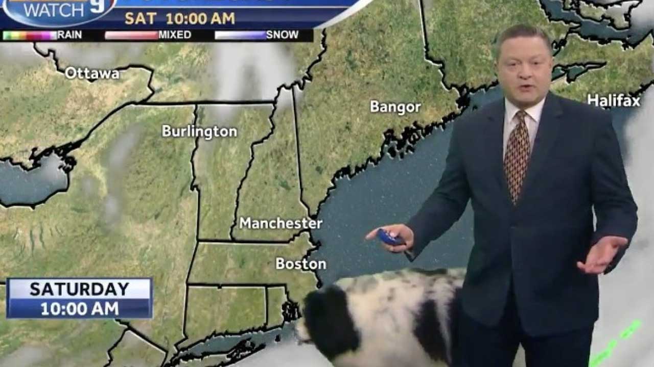 Reporte del clima se viraliza por visita de un perro