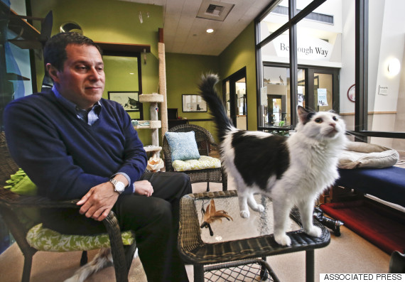 Your Cat Is Trying To Communicate With You Through Meows, Yowls And Blinks