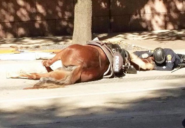  Polic&iacute;a montado conmueve al mundo por el cari&ntilde;o a su yegua agonizante