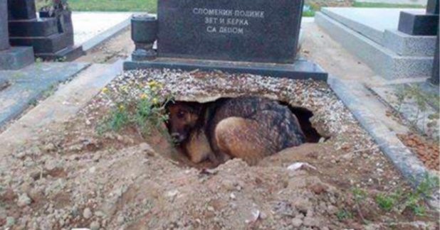 Su due&ntilde;o muri&oacute; pero se niega rotundamente a abandonarlo
