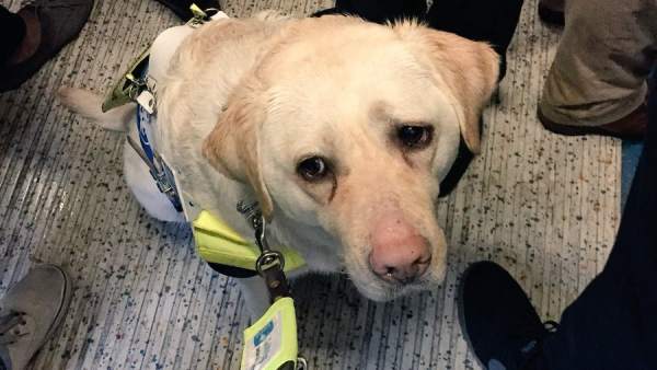 Soy un perro gu&iacute;a y quiero ense&ntilde;arte c&oacute;mo debes actuar