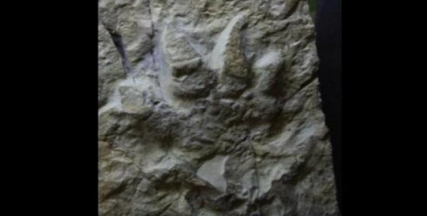 Encuentran en India huellas de dinosaurios de hace 150 millones de a&ntilde;os:
