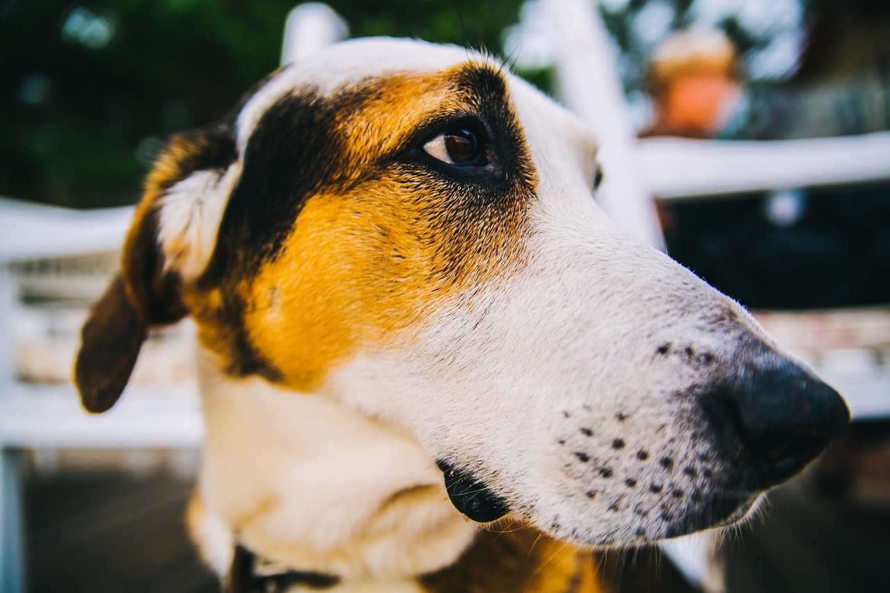 &iquest;Qu&eacute; es la moda de crearle redes sociales a las mascotas?