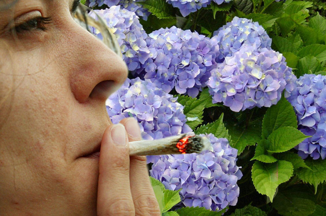 El nuevo porro de moda en europa: hortensias