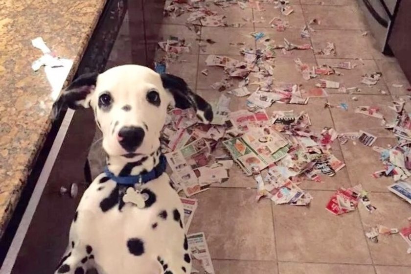 Aprende a socializar con tu cachorro y sus travesuras bajo estos tips 