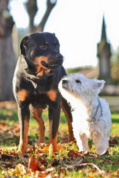 Pareja Despareja. Rottweiler y West Highland tienen un romance y nacen 11 cachorritos