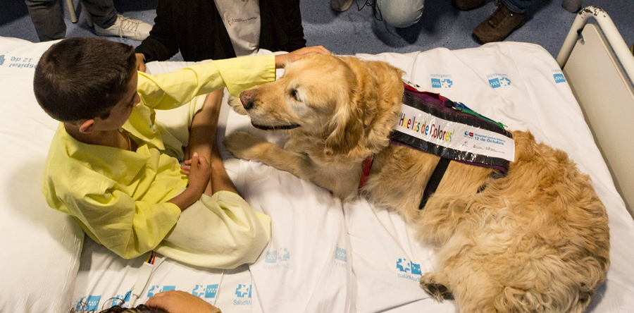 Hospital prueba aliviar el dolor de los ni&ntilde;os ingresados usando terapia con perros