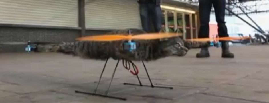 Un hombre convierte a su mascota muerta en un "gatoc&oacute;ptero" y desata la pol&eacute;mica