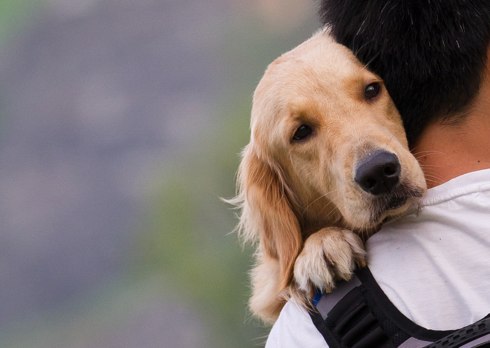 Even if they make us sad eyes: do not fall into temptation and protect your furry friend 