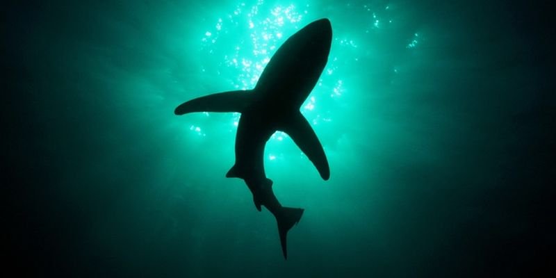Cient&iacute;ficos dieron con nueva especie de tibur&oacute;n
