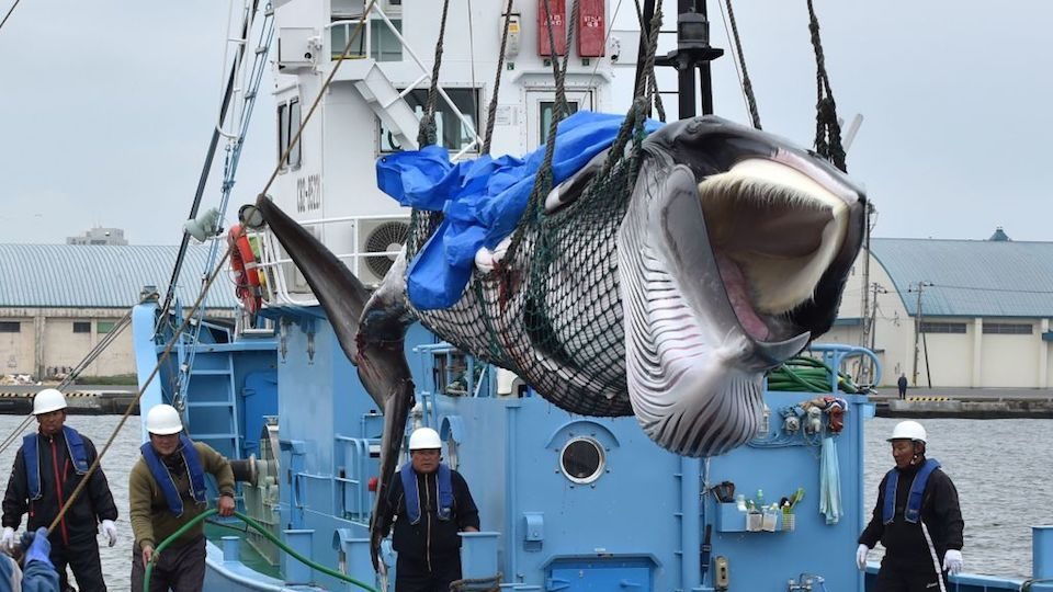 Boicot comercial a Jap&oacute;n como protesta por reanudaci&oacute;n de caza de ballenas