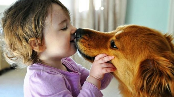 Un par&aacute;sito del perro puede dejar ciegos a los ni&ntilde;os
