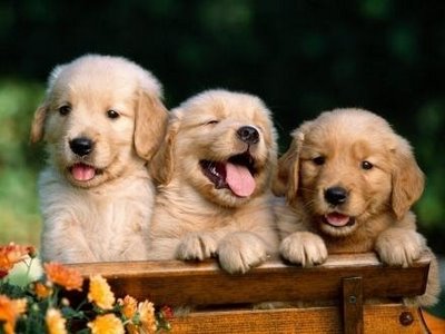 &iquest;Sabias que los perros pueden ser copr&oacute;fagos?