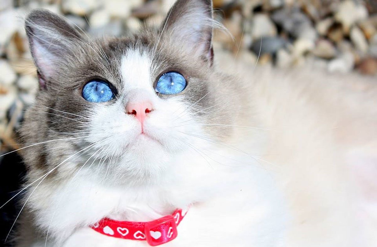 El ronroneo felino ayuda a combatir el estr&eacute;s en las personas, seg&uacute;n la ciencia