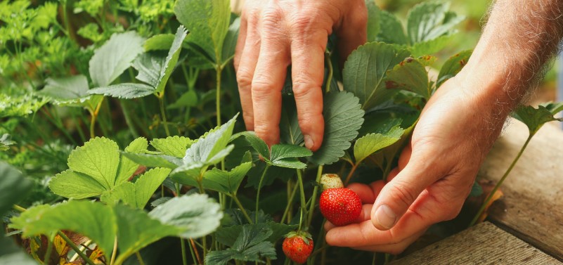 4 consejos de jardiner&iacute;a simples para principiantes