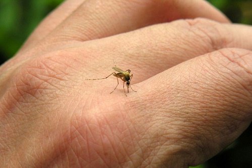 Descubren por qu&eacute; los mosquitos pican m&aacute;s a unas personas que a otras. El resultado te sorprender&aacute;