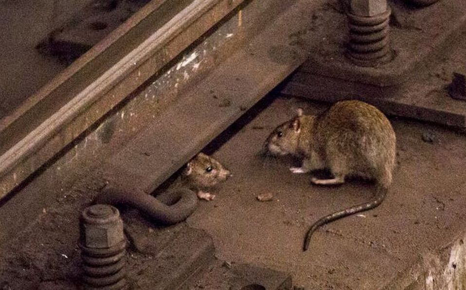 Coronavirus: por qu&eacute; la pandemia est&aacute; cambiando el comportamiento de las ratas y son mas visibles