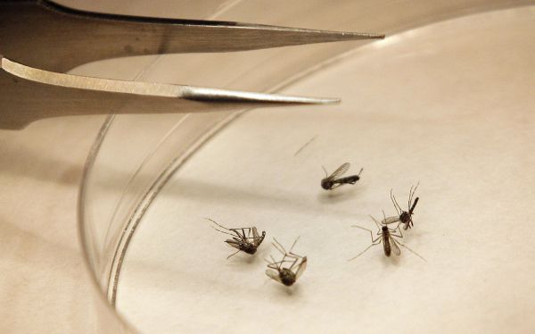 Virus del Nilo escala a nivel r&eacute;cord en EE.UU.: 1.118 infectados y 41 muertos