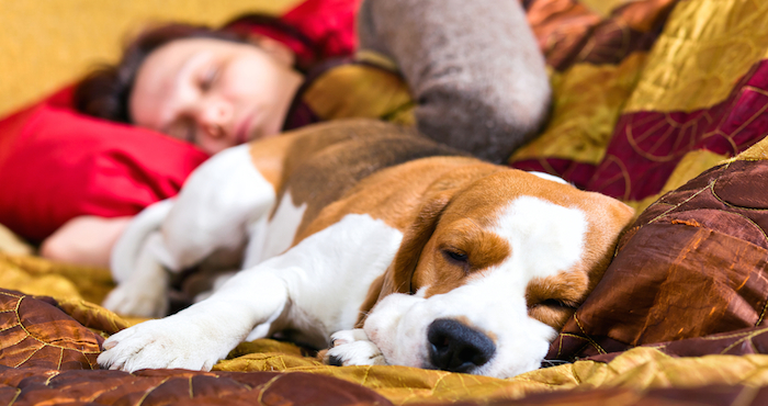  Si duermes con tu mascota, tu salud y la de tus hijos est&aacute;n en peligro, te decimos porqu&eacute; 