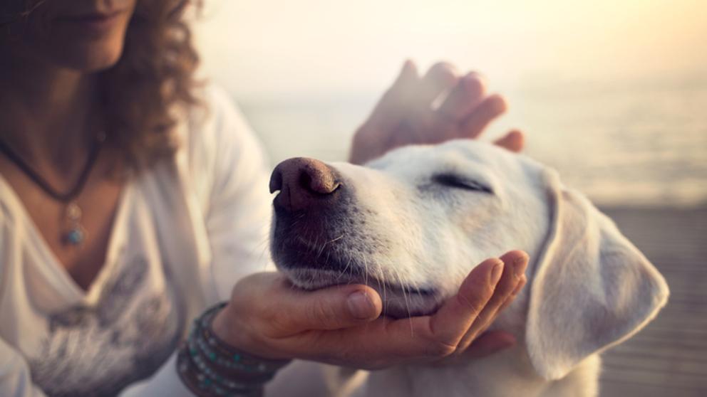 Dogs make gestures not only because they are excited but to communicate with humans 