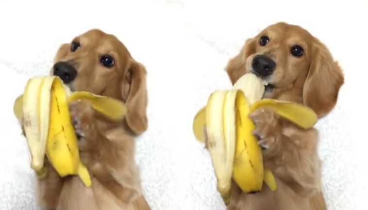 Este perrito que act&uacute;a como un mono quiere ganarse tu coraz&oacute;n