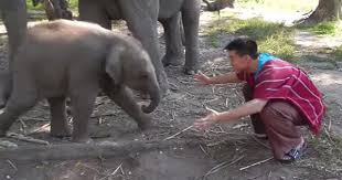 Quer&iacute;a un abrazo del elefante beb&eacute;, pero recibi&oacute; algo mejor