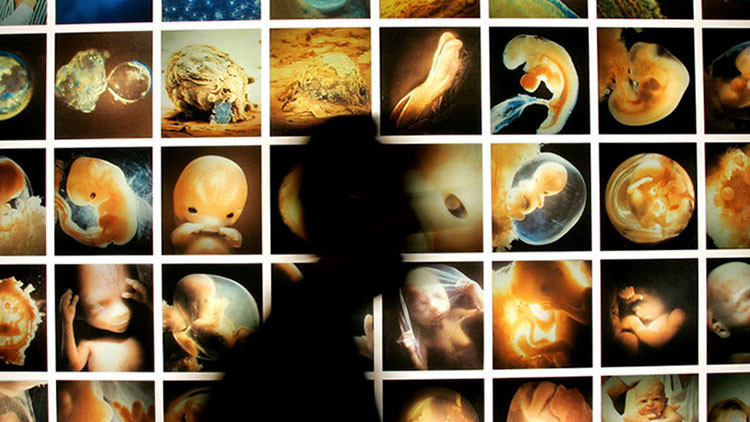 Pol&eacute;mica en EEUU por la propuesta de crear embriones mixtos humanos y animales:
