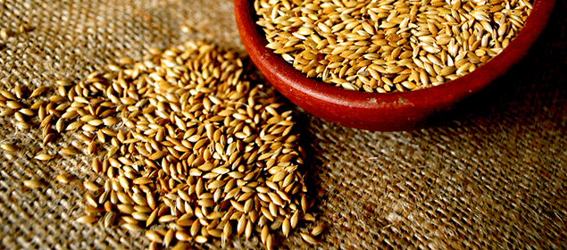El alpiste es una de las semillas m&aacute;s nutritivas y poderosas del planeta. 
