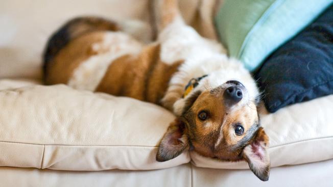 Laboratorio de Nebraska, Estados Unidos, quiere saber c&oacute;mo piensan los perros