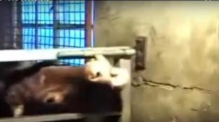 La vaca escapista