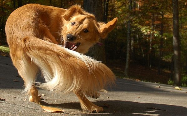 Los perros que persiguen sus colas padecer&iacute;an des&oacute;rdenes compulsivos