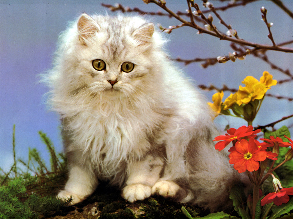 Gato de Angora, el m&aacute;s fiel y cari&ntilde;oso