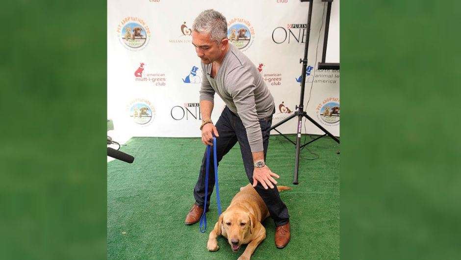 "Tratar a los perros como humanos es frustrarlos", dice el encantador de perros C&eacute;sar Mill&aacute;n