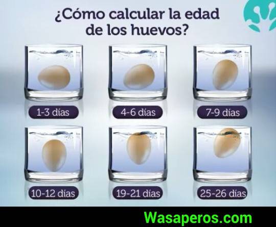SABES SI EL HUEVO ES FRESCO O NO? ENTERATE EN ESTA NOTA COMO SABERLO!