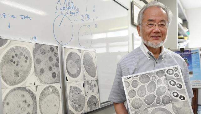 Premio Nobel de Medicina por un estudio sobre la autofagia: &iquest;Qu&eacute; rayos es esto?
