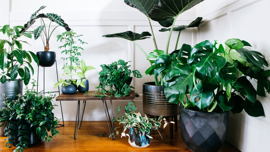 Las plantas de interior pueden actuar como una terapia asequible