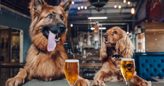 Cervecer&iacute;a escosesa ofrece una semana libre a los empleados que deseen adoptar un perro