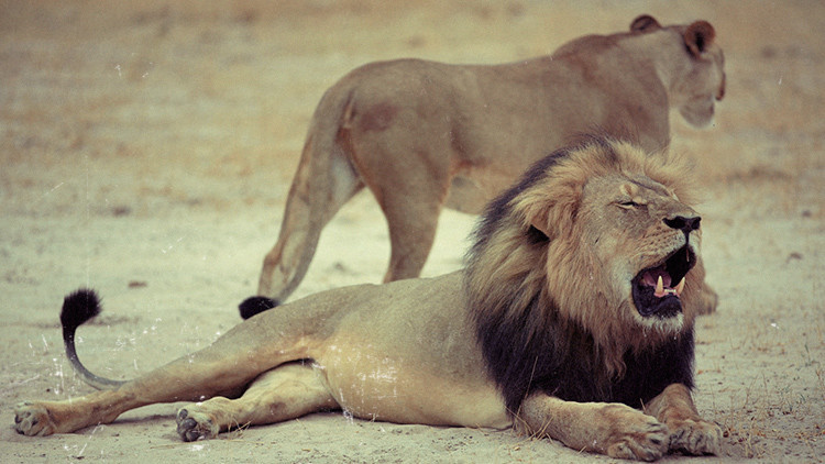 &iquest;Y los migrantes?: C&oacute;mo la muerte del le&oacute;n Cecil eclips&oacute; las noticias de la semana
