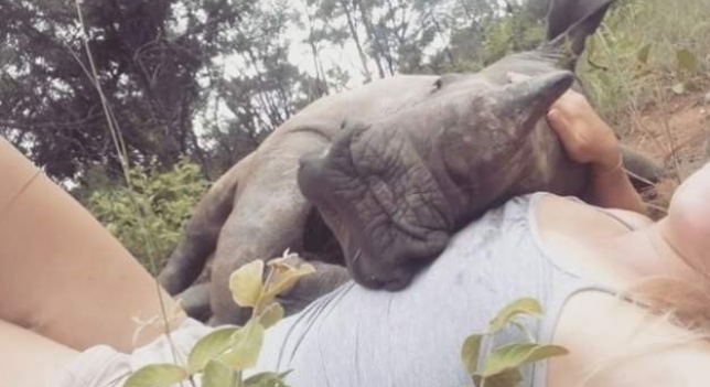 El amor y cari&ntilde;o de un rinoceronte hu&eacute;rfano por su cuidadora emociona en las redes