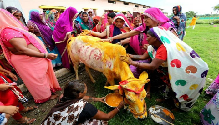 Una boda entre una vaca y un toro, el secreto contra la sequ&iacute;a en la India