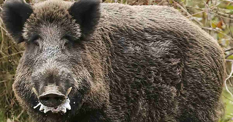 Un perro muere defendiendo a su due&ntilde;o de cuatro a&ntilde;os del ataque de unos jabal&iacute;es en Barcelona